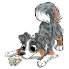 The cutest Australian Shepherd