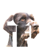 Pointer allemand VII