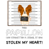 Papillon Mugshot
