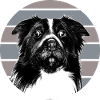 Carlin Border Collie