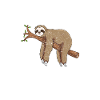 Sloth running team sloth