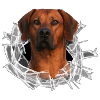 Rhodesian Ridgeback auf Glas