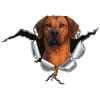 Rhodesian Ridgeback auf Metall