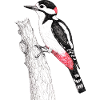 Pic épeiche