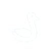 Duck animal