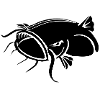 Catfish, catfish