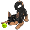 Le plus mignon Kelpie