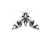 Moth