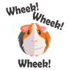 Guinea pig shirt cute