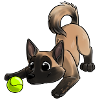 The cutest Malinois