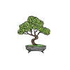 Japanese bonsai tree