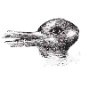 ente oder hase