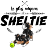 Le plus mignon Shetland
