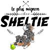 Le plus mignon Shetland