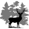 Hirsch - Deer