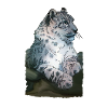 Snow leopard lying