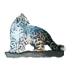 Snow leopard on rocks