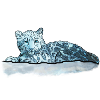 Snow Leopard Cub