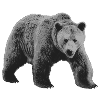 Bear Gray, Wild Bear Gray