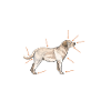 Labrador
