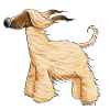Drolliger Afghane - Afghanischer Windhund