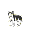 Husky