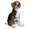 Beagle puppy