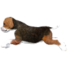 Beagle Welpe