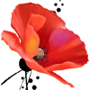 Coquelicot