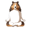 Yoga Sheltie Shetland Sheepdog