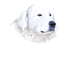 Great Pyrenees Dog
