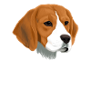 Beagle Hund