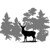 Hirsch - Deer