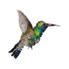 Colibri Polygone Art Géométrique Nature