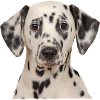 Chiot dalmatien Latoya