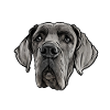 Great Dane dog