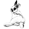 cute rabbit