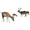 Fallow deer