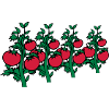 vegetable tomatoes