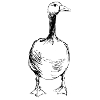 Beautiful duck