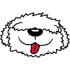 Bobtail dog face