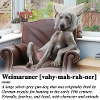 Weimaraner with Attitude