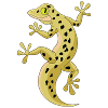 Gecko