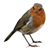 Robin