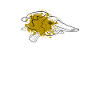 ornithorynque