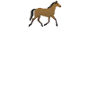 horse