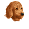 Golden Doodle