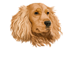 Cocker Spaniel