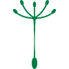 Dandelion solo