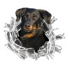 Beauceron im Glasloch